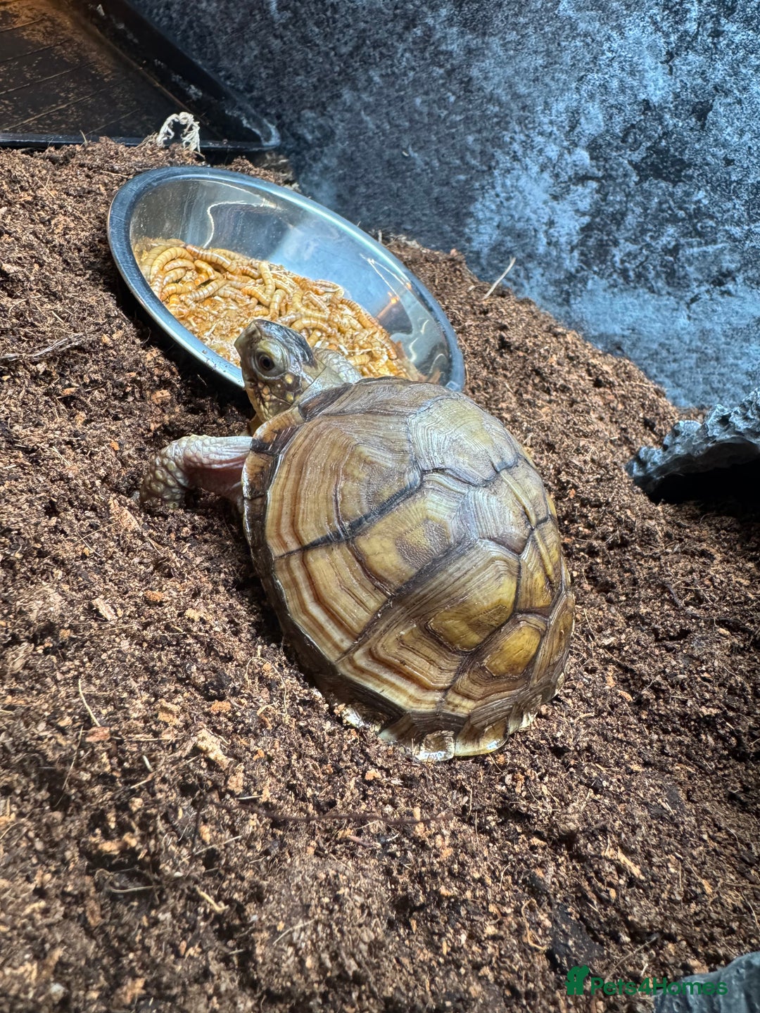 Turtle reptiles for sale: Box Turtle  - Advert 1