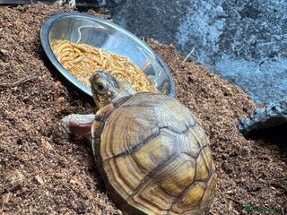 Turtle reptiles Box Turtle - Advert 3