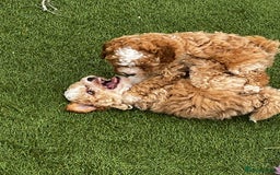 Cavapoo dogs for sale: Beautiful cavapoo puppies  - Image 20