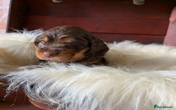 Cocker Spaniel dogs for sale: 5* LICENSED KC SHOW H/TESTED PUPPIES  - Image 25