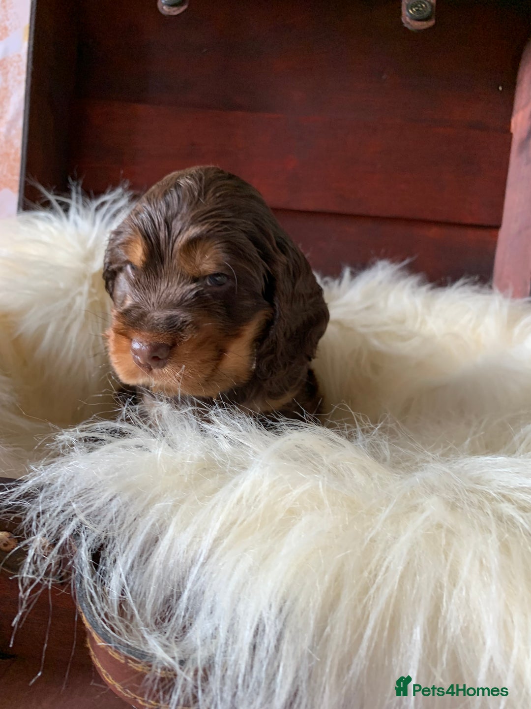 Cocker Spaniel dogs for sale: 5* LICENSED KC SHOW H/TESTED PUPPIES  - Image 25