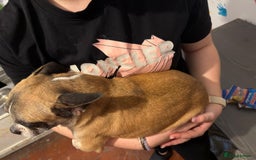 Mixed Breed dogs for sale: Males fenchie chihuahua x2 female chihuahua  - Image 6