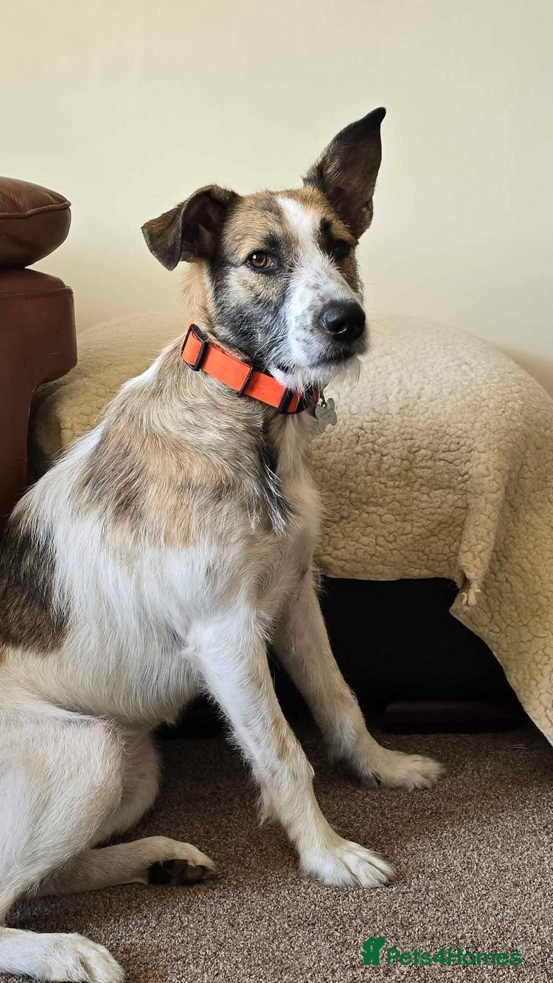 Mixed Breed dogs for adoption: Meet Winnie, currently residing in Wirral - Advert 2