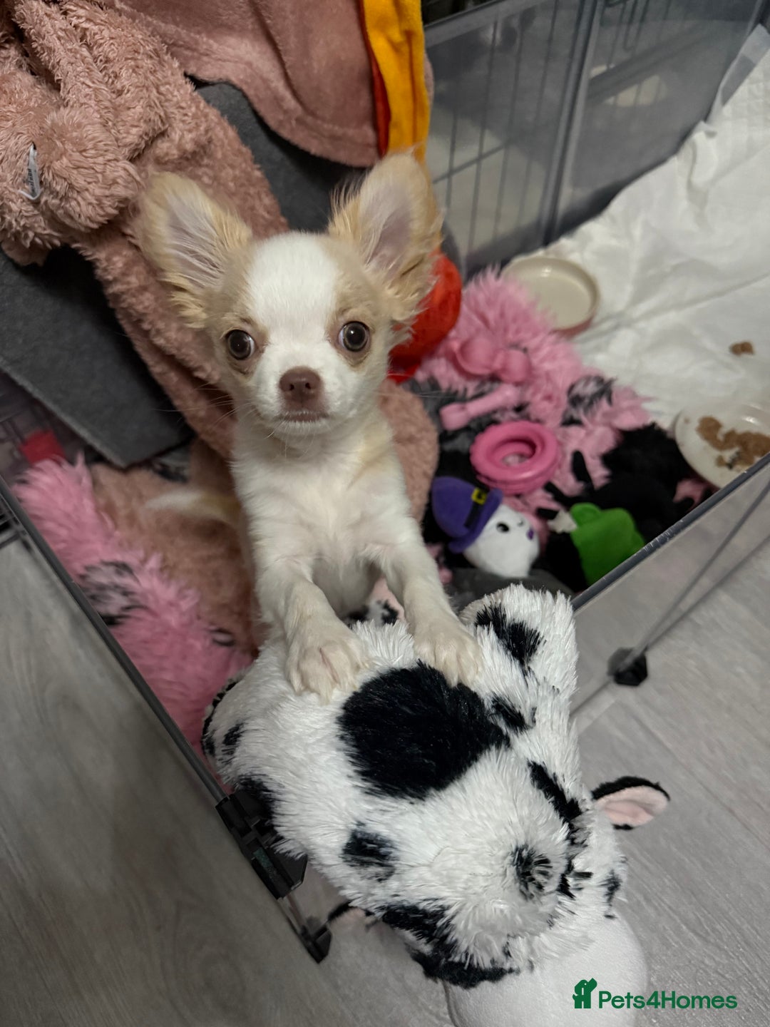 Chihuahua dogs for sale: Exquisite KC Apple Chihuahua Pup  - Image 3