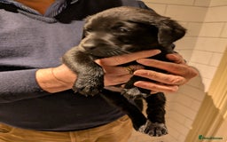 Labrador Retriever dogs for sale: Labrador Retriver Pupies For Sale - Image 11