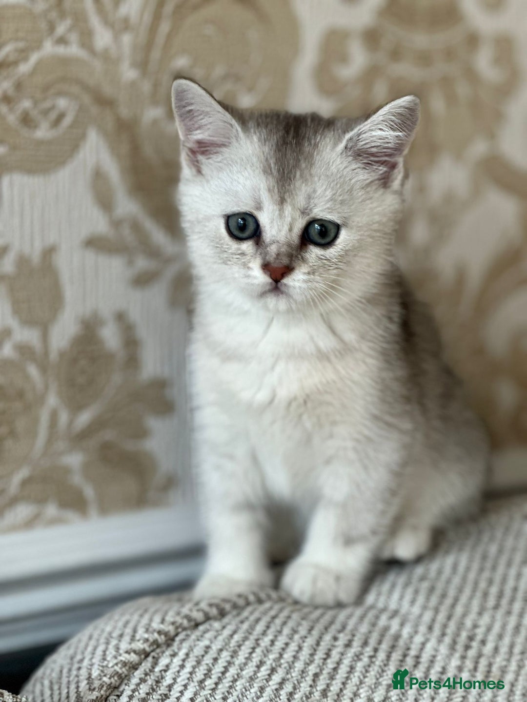 British Shorthair cats for sale: I'll give it into good hands. - Image 2