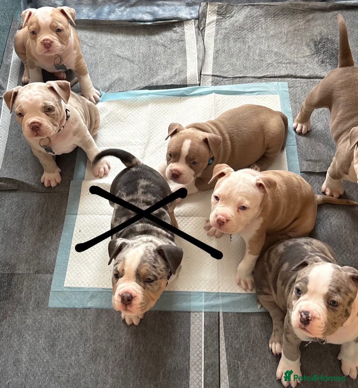 American Bully dogs Our Pocket Bully puppies  - Advert 18