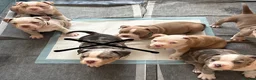American Bully dogs for sale: Our Pocket Bully puppies  - Advert 1