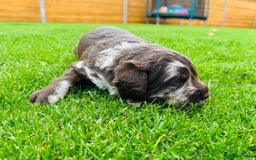 Labradoodle dogs for sale: Chocolate Merle Labradoodle Babies 🐾🐾🐾 - Image 16
