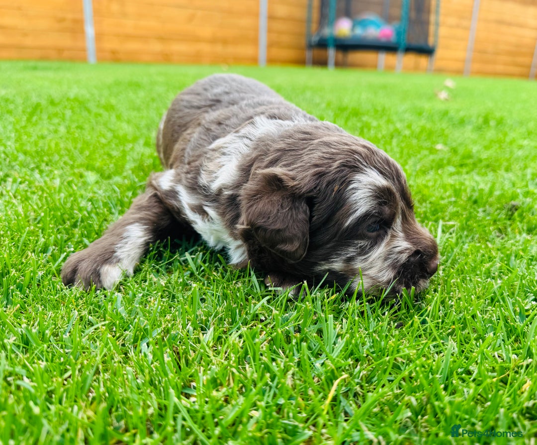 Labradoodle dogs for sale: Chocolate Merle Labradoodle Babies 🐾🐾🐾 - Image 16