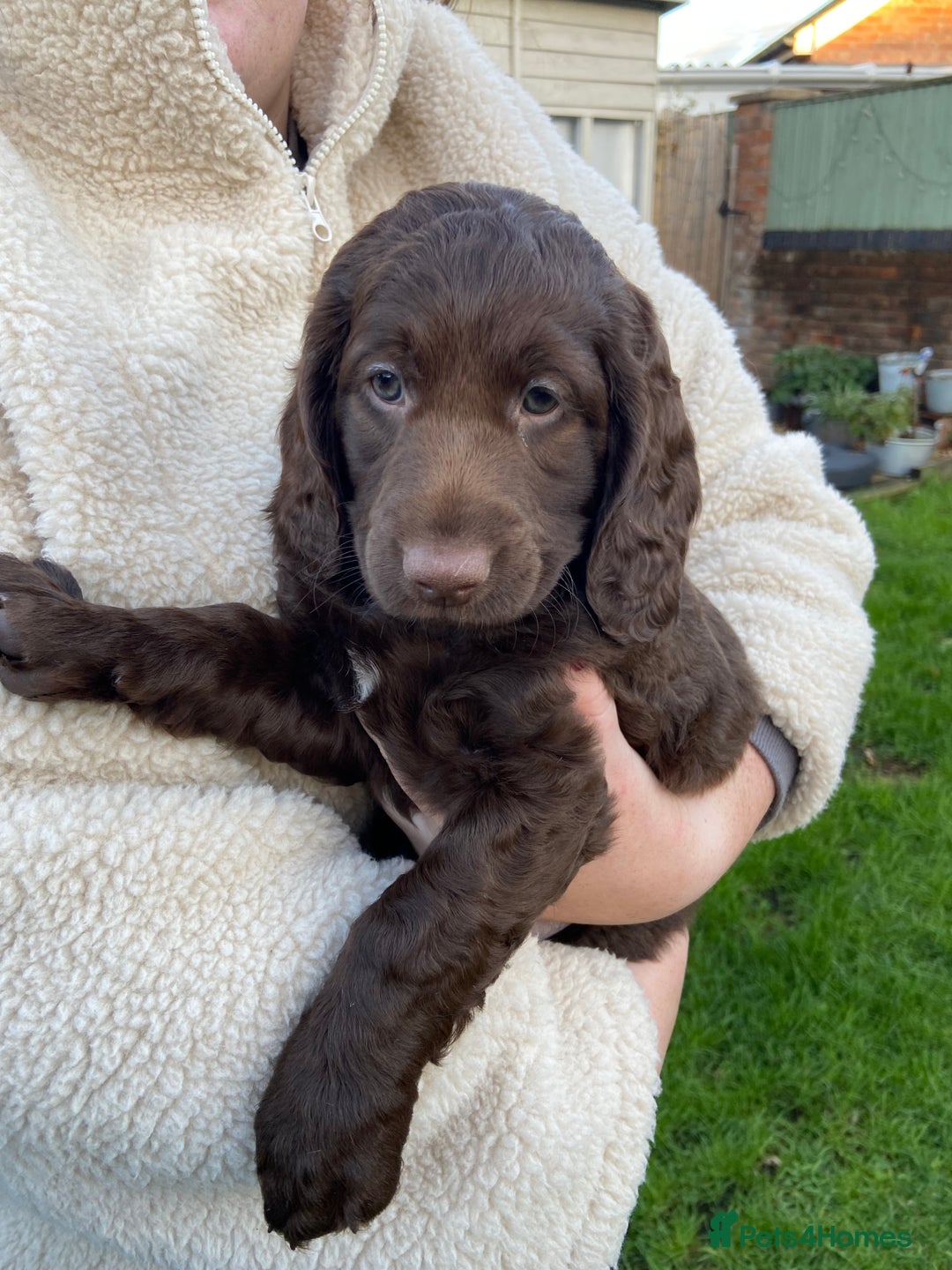 Mixed Breed dogs for sale: Cockapoo X Sproodle - Advert 7