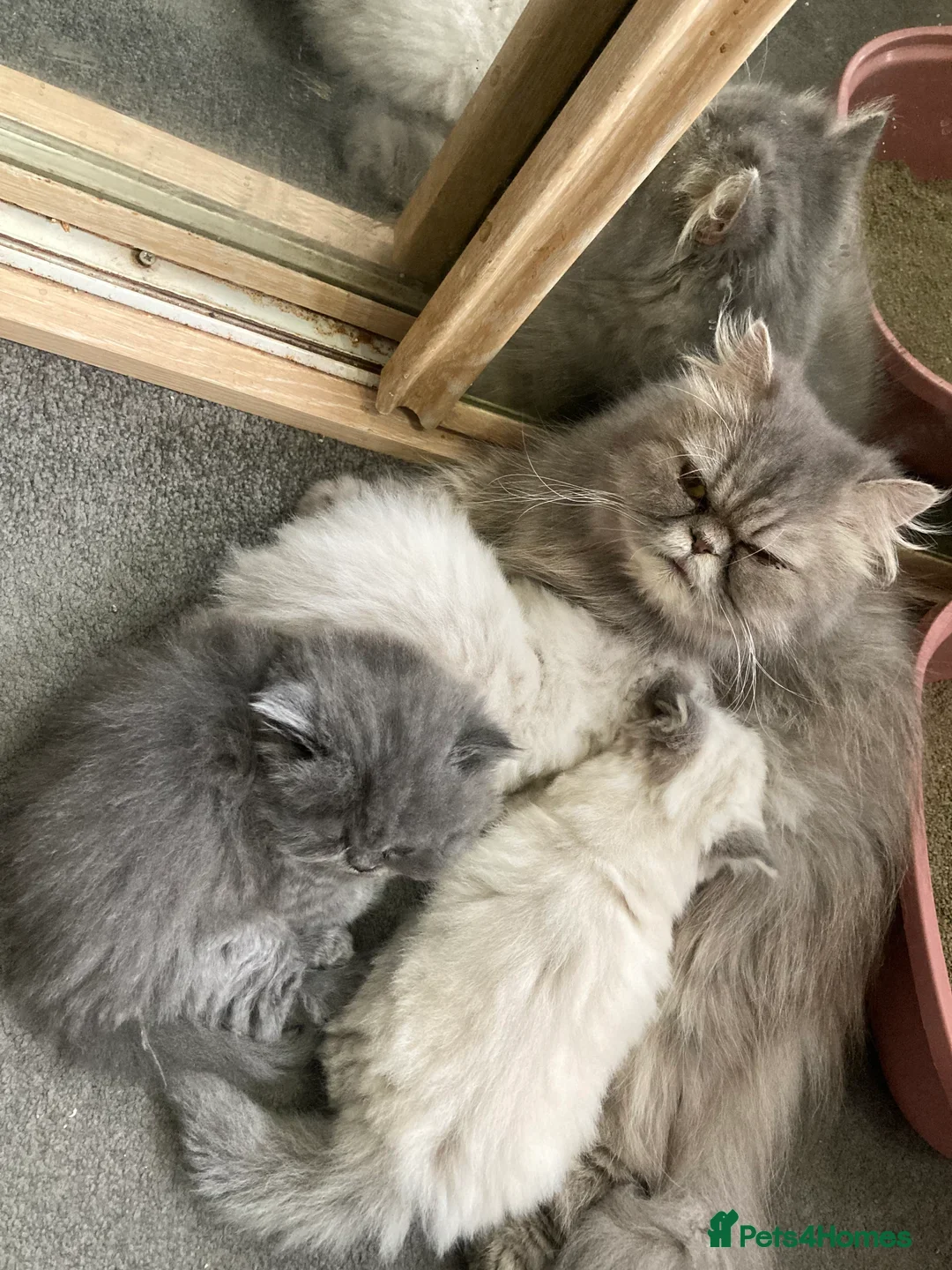 Persian cats for sale: 3 Year  Affectionate Old Blue Tabby Queen - Image 4