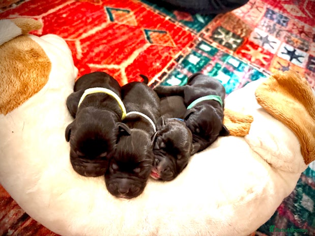 Labrador Retriever dogs Labrador X Boxerdore puppies - Advert 1