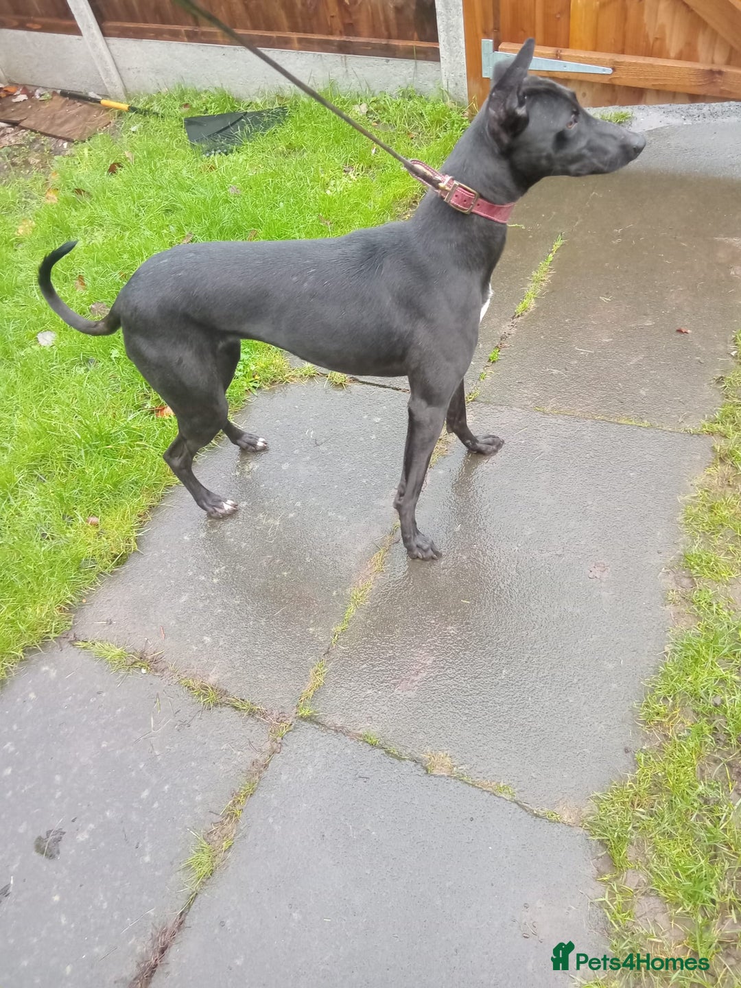 Mixed Breed dogs for sale: Grey hound x collie female  - Advert 2