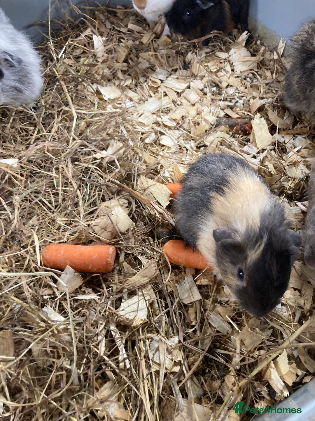 Guinea Pig rodents for sale: Lots of lovely baby guinea pigs - Image 14