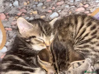 Mixed Breed cats Cute Kittens For Sale 😍 - Advert 5