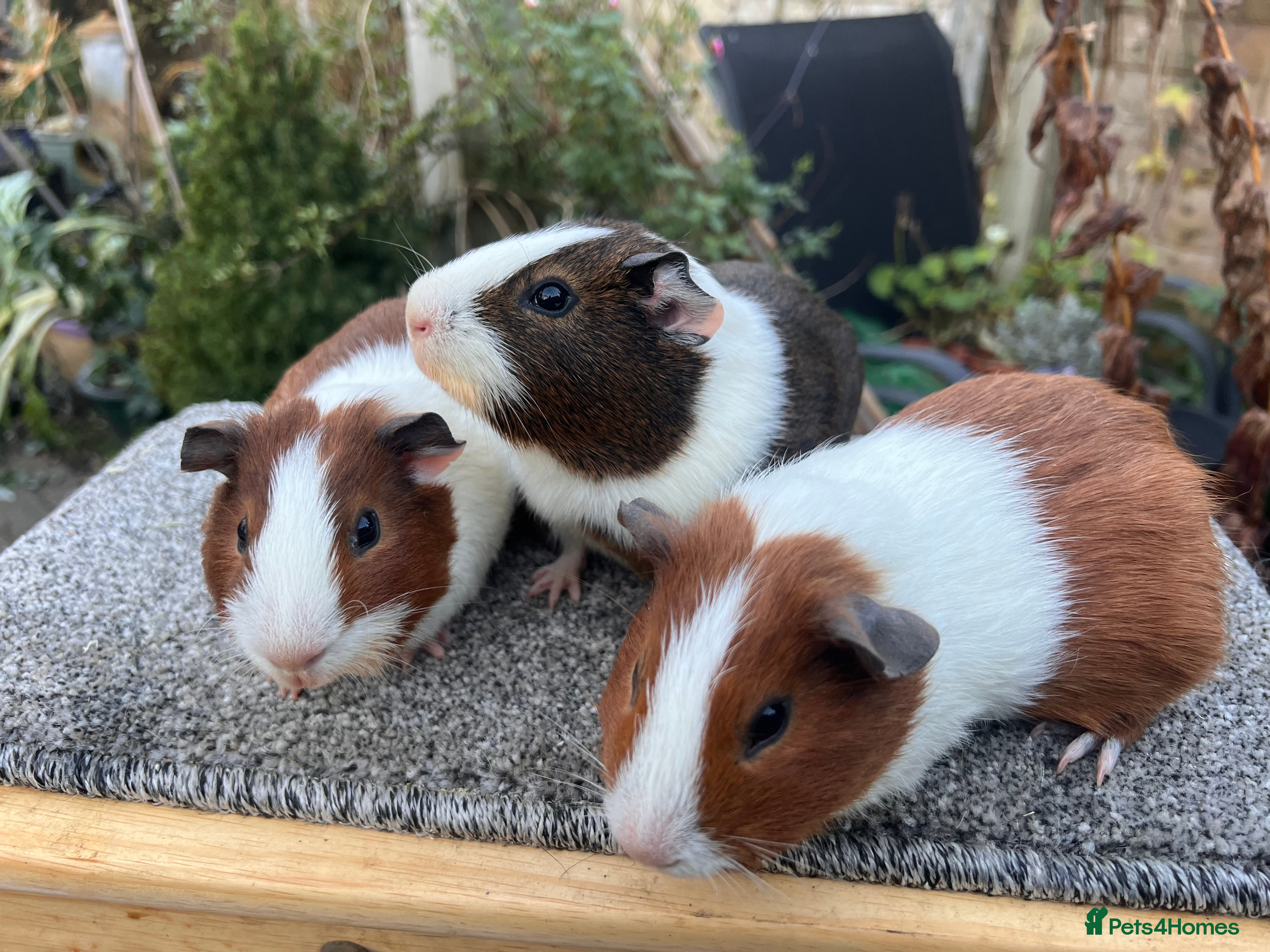 Guinea Pig rodents Bonded male Dutch guinea pigs - Advert 1
