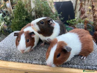 Guinea Pig rodents Bonded male Dutch guinea pigs - Advert 1