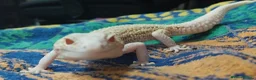 Leopard Gecko reptiles for sale: 3 leopard geckos+full setup - Advert 4
