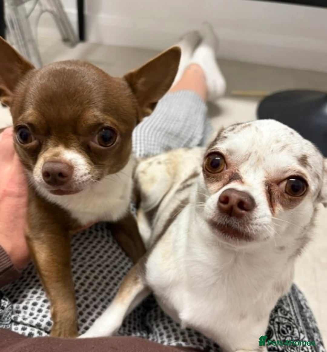 Chihuahua dogs for sale: 💕Stunning chihuahua pups 💕 - Image 19