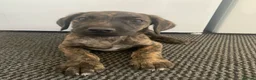 Lurcher dogs for sale: Deerhound/Alaunt  X  Poodle/Saluki puppies  - Advert 8