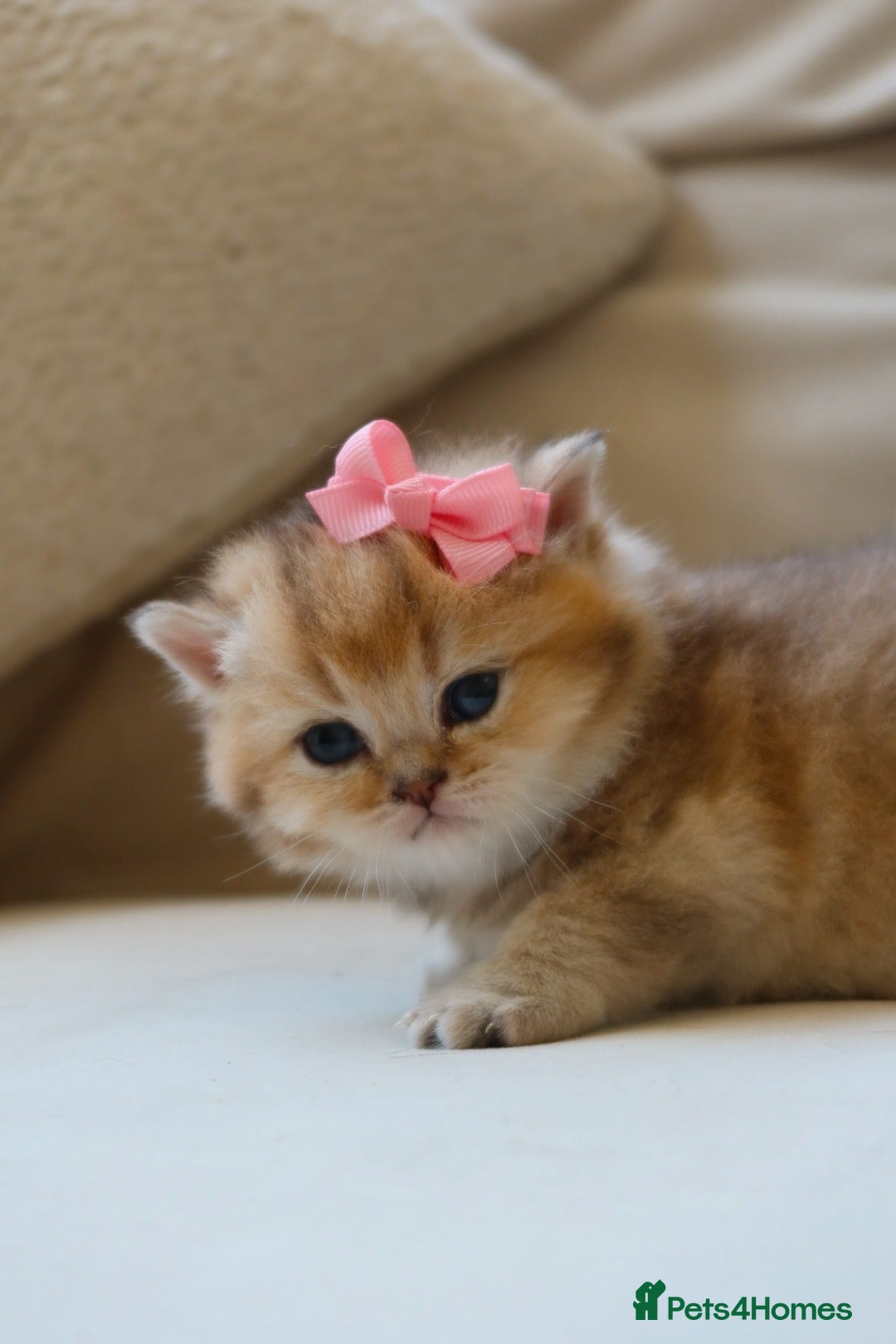 British Shorthair cats for sale: Golden British Shorthair Girl Kitten - Registered - Advert 1