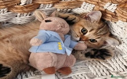British Shorthair cats for sale: GOLDEN & COLOURPOINT BSH KITTENS, READY TO GO! - Image 1