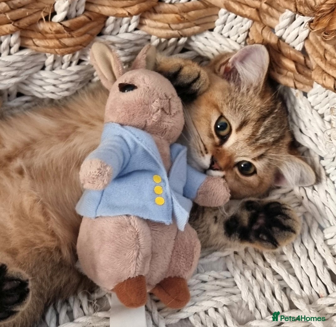 British Shorthair cats for sale: GOLDEN & COLOURPOINT BSH KITTENS, READY TO GO! - Image 1