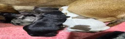 Mixed Breed dogs for sale: 7 beautiful puppies  in Taunton - Advert 24