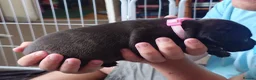Staffordshire Bull Terrier dogs for sale: ExceptionalStaffordshire bull Terrier Puppies - Advert 10