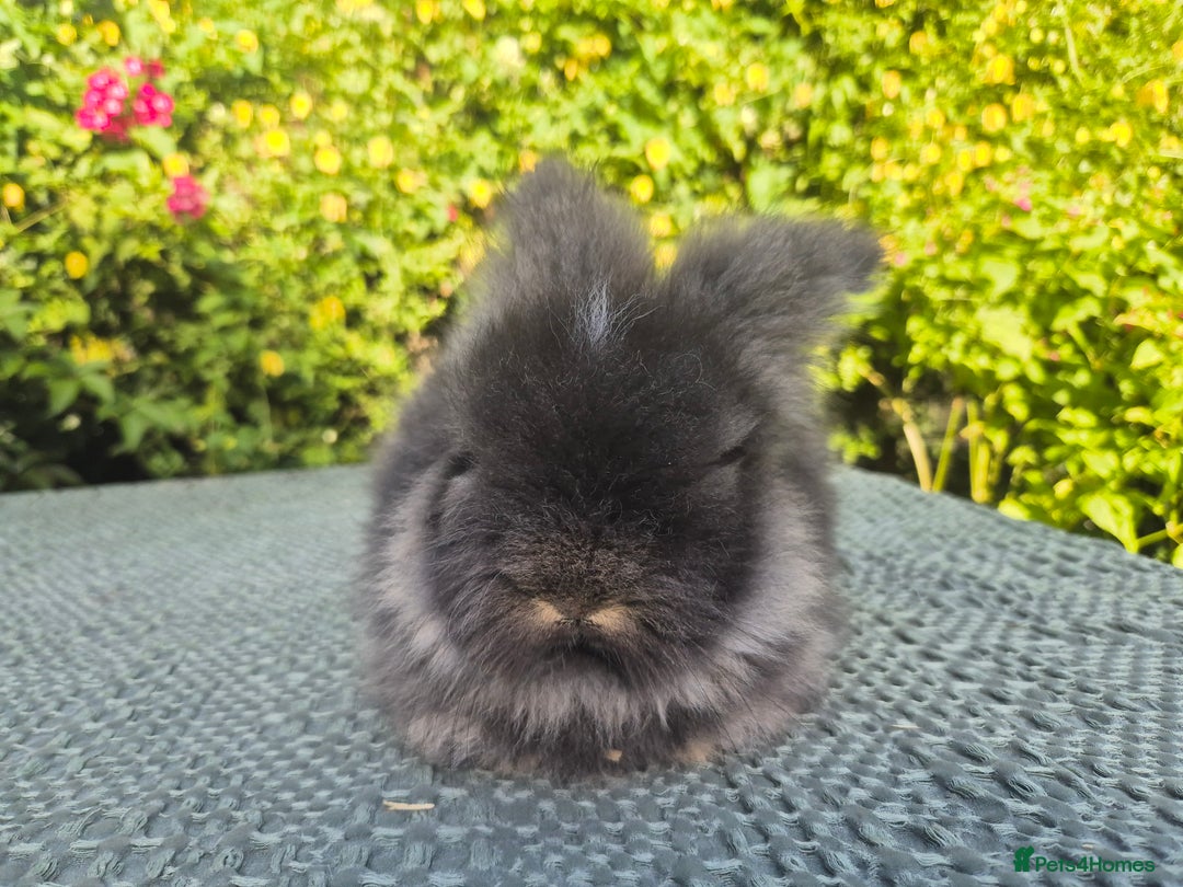 Angora rabbits for sale: 😍Large Angora babies- parents imported from 🇫🇷  - Image 15