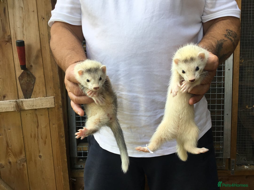 Ferret rodents for sale: Ferrets For Sale  - Image 12