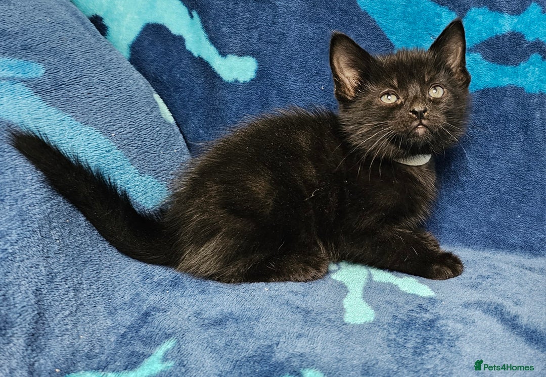 Mixed Breed cats for sale: 2 male kittens ready now - Image 8
