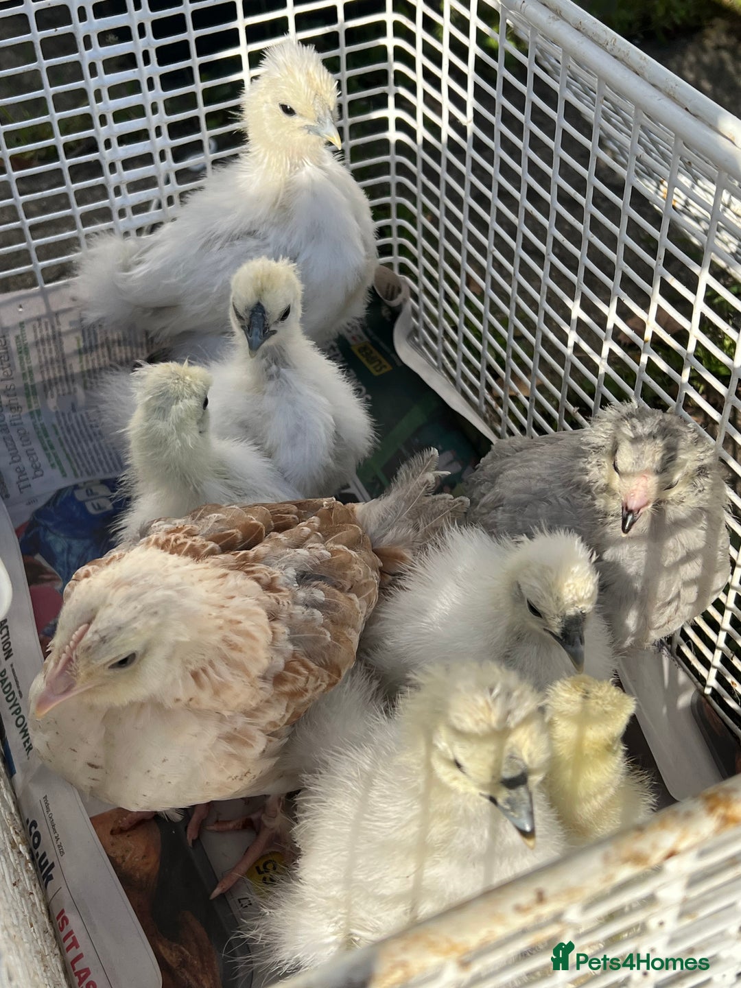 Chickens poultry for sale: DISCOUNTED pure breed chicks for sale! - Image 4