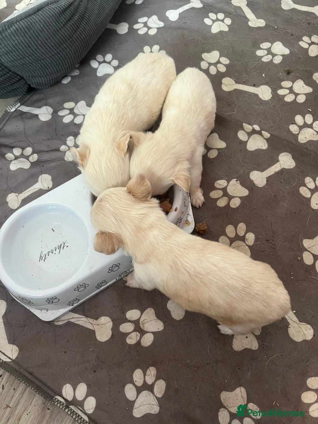 Chihuahua dogs for sale: Long hair chihuahuas  - Image 8