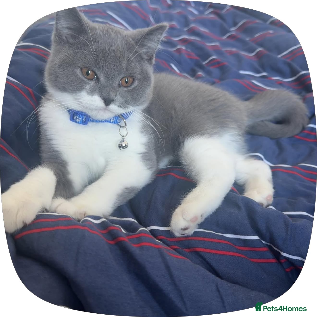 Scottish Fold cats Beautiful Grey & White Male Kitten Full Vaccinated - Advert 1