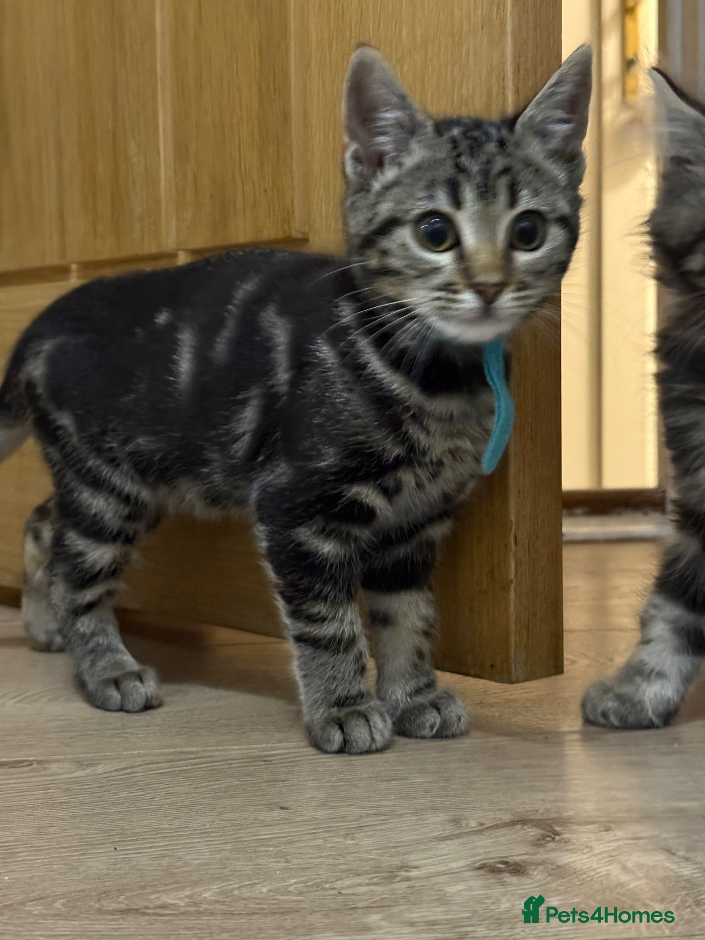 Mixed Breed cats for sale: 🐾 Last kitten Left Bengal × British Longhair 🐾 - Advert 1