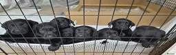 Labrador Retriever dogs for sale: KC Registered Black Labrador Puppies - Advert 2