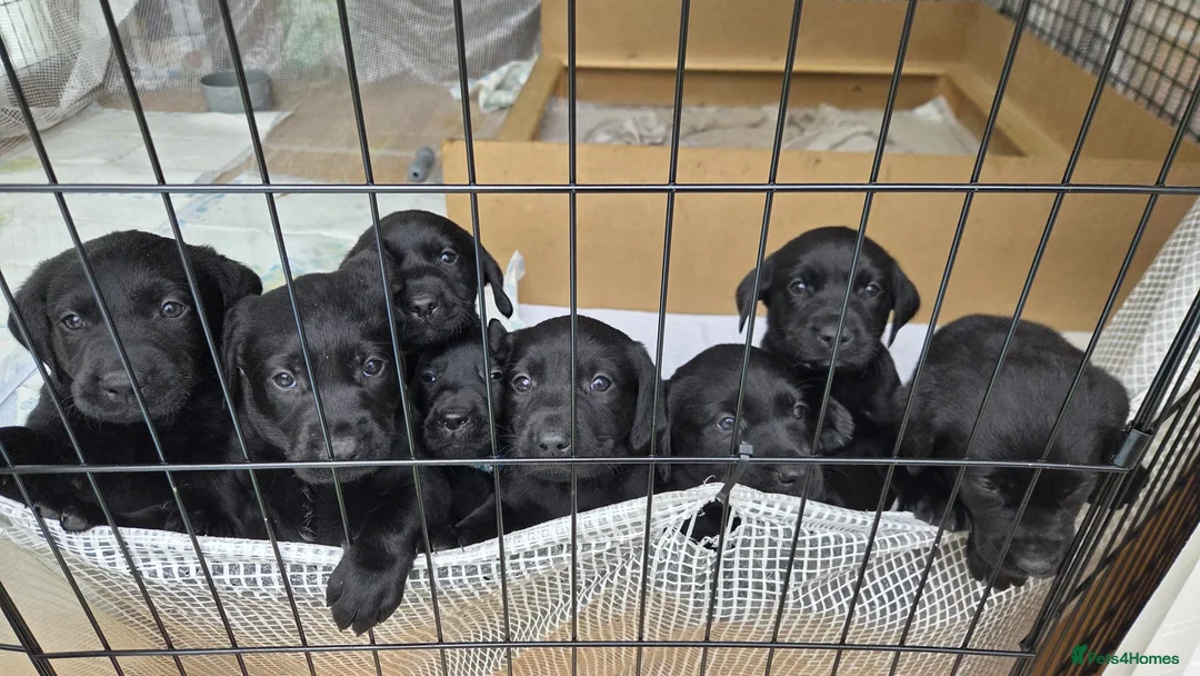 Labrador Retriever dogs for sale: KC Registered Black Labrador Puppies - Advert 2