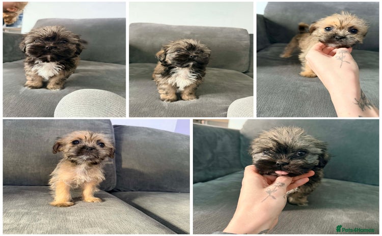 Zuchon dogs Bichon x Westie x Shih zu  - Advert 10