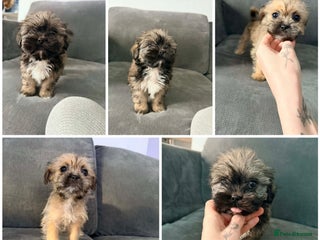 Zuchon dogs Bichon x Westie x Shih zu - Advert 1