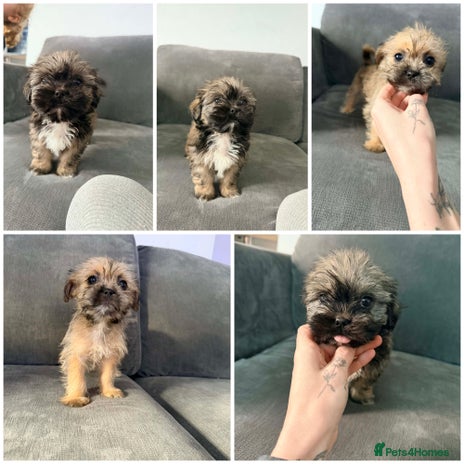 Zuchon dogs Bichon x Westie x Shih zu - Advert 10