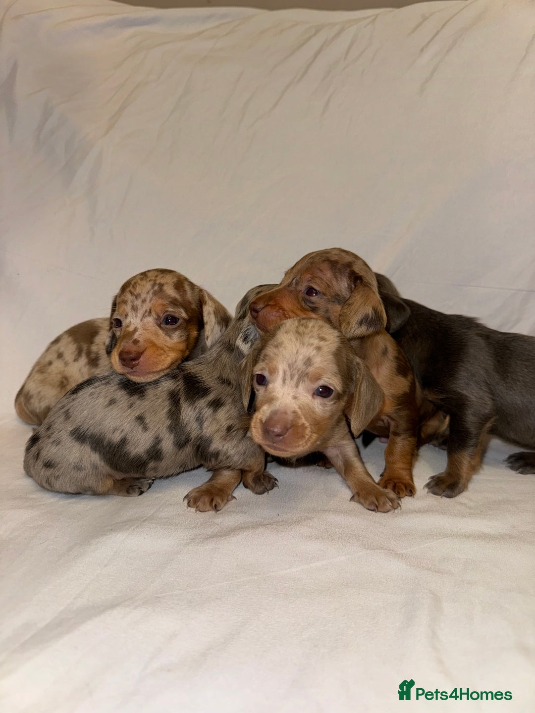 Miniature Dachshund dogs for sale: Miniature Dachshunds Available - Advert 4
