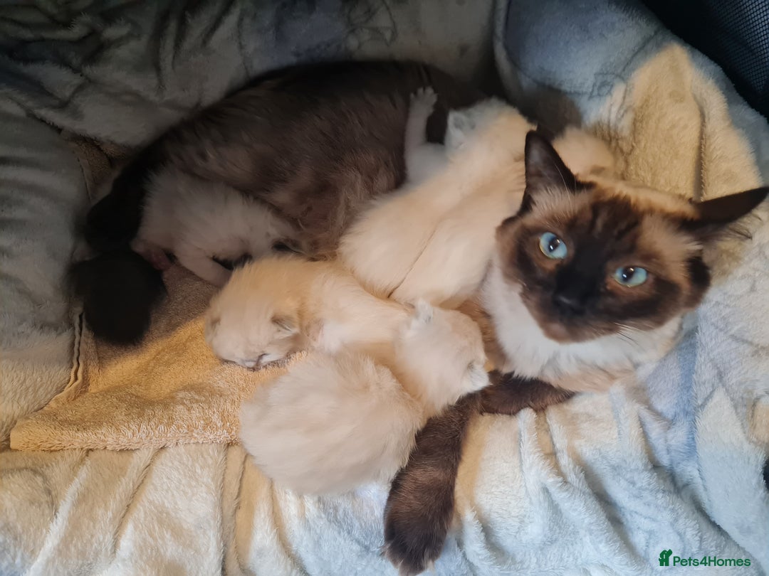 Ragdoll cats for sale: GCCF Registered Pedigree Ragdoll Kittens - Advert 8
