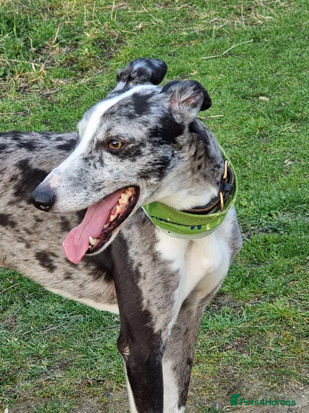 Lurcher dogs for stud: Merle lurcher for stud  in Rotherham - Advert 5