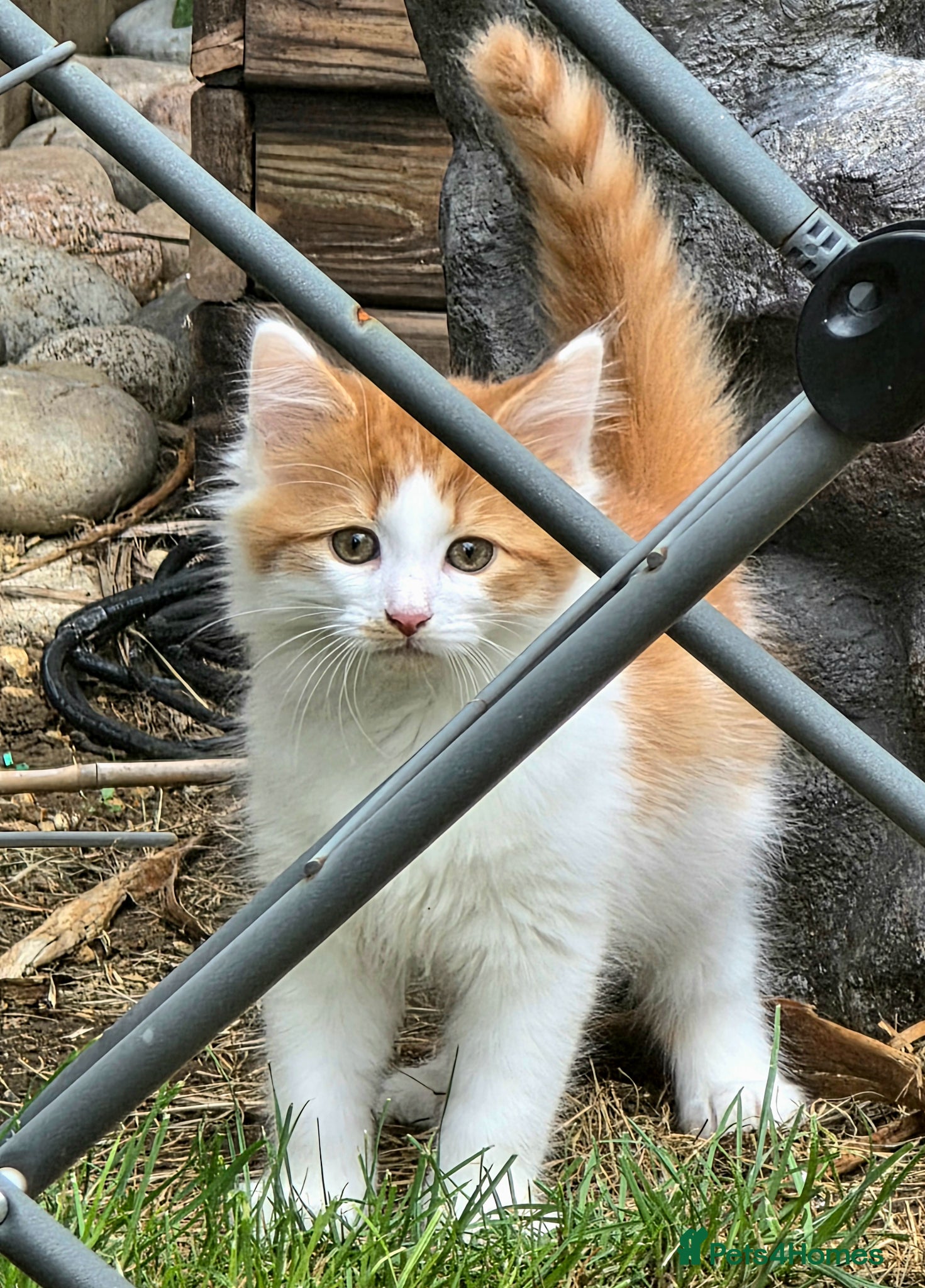 Mixed Breed cats Adorable fluffy Kittens - Advert 4
