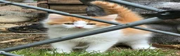 Mixed Breed cats for sale: Adorable fluffy Kittens in Hungerford - Advert 1