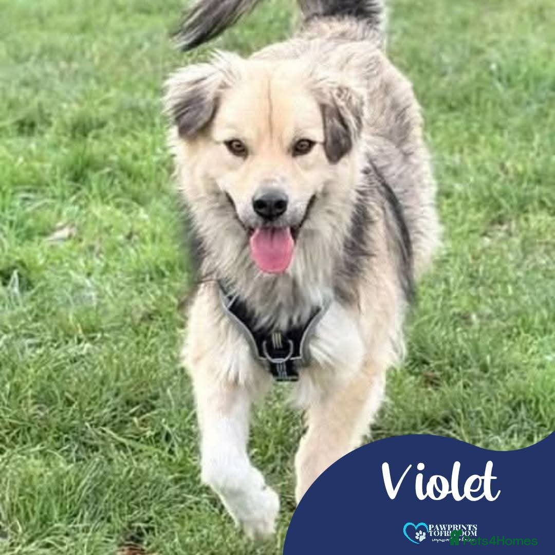Mixed Breed dogs Meet Violet, currently residing in Essex  - Advert 1