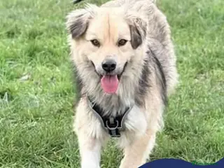 Mixed Breed dogs Meet Violet, currently residing in Essex - Advert 6