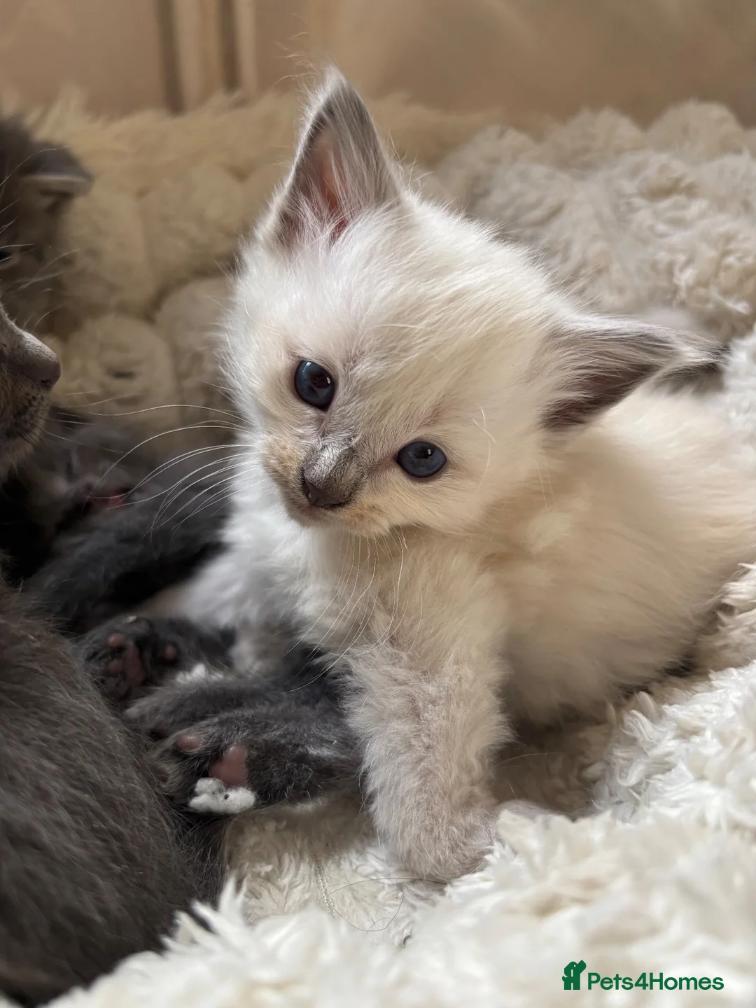 Ragdoll cats for sale: Gorgeous ragdolls 🤍🐾 - Advert 2